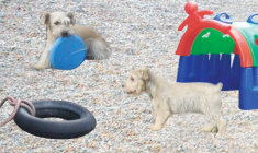 ele-me-faz-tao-bem+pet-secret