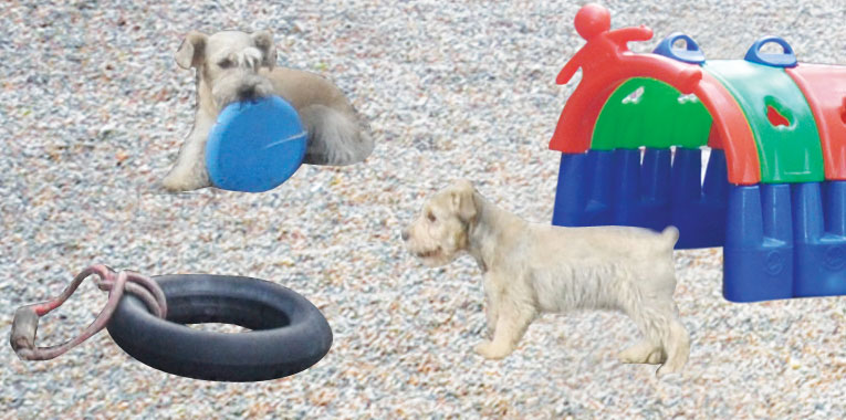 ele-me-faz-tao-bem+pet-secret