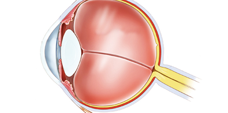 o-que-voce-precisa-saber-para-garantir-uma-boa-visao+walter