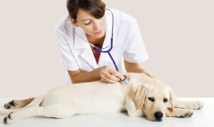 protegendo-a-vida-do-seu-melhor-amigo+pet-center-londrina