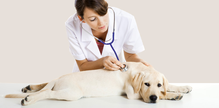 protegendo-a-vida-do-seu-melhor-amigo+pet-center-londrina